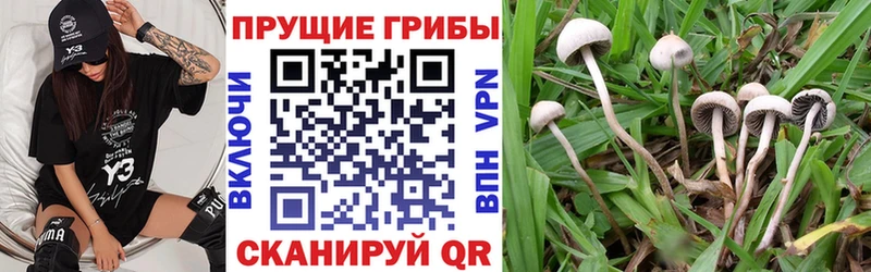 мега рабочий сайт  Гаджиево  Псилоцибиновые грибы прущие грибы 